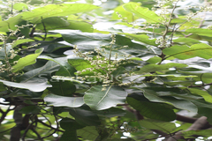 Semecarpus anacardium